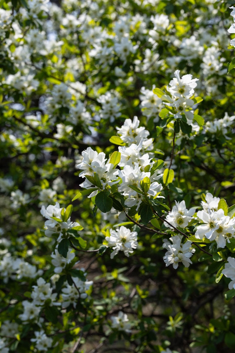 A close-up of white blossoms on a tree.